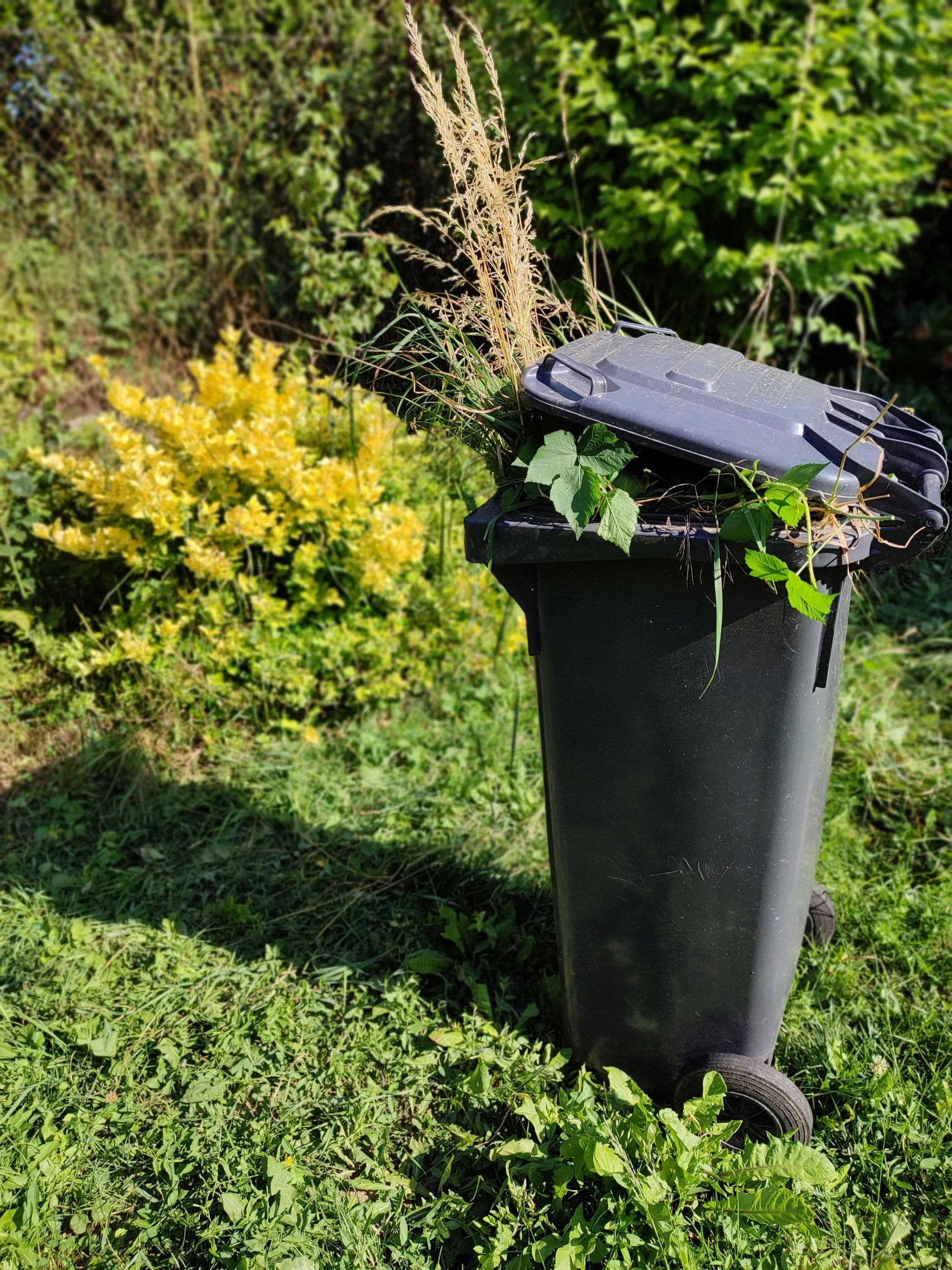 A garden waste bin filled with grass and foliage in a sunlit, vibrant garden.